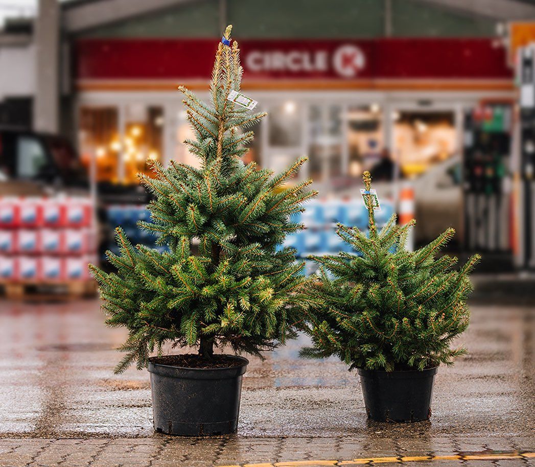 Рождественские елки в горшках на Circle K Латвия
