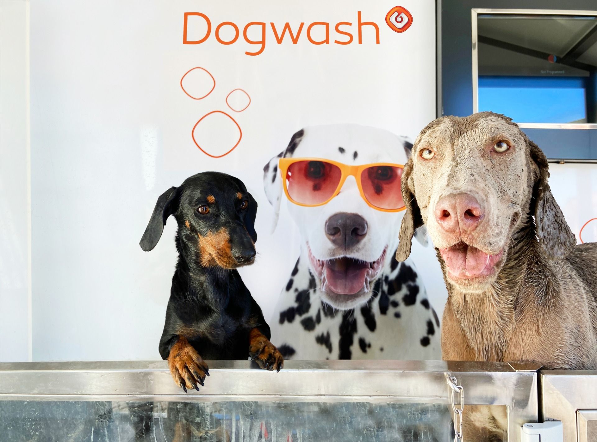 «Амбассадоры» сервиса мойки для собак Dogwash на АЗС Galp – такса, далматин и веймаранер