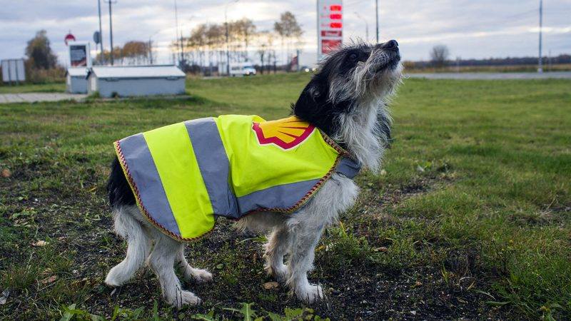 На АЗС Shell работает собака по кличке Жужа