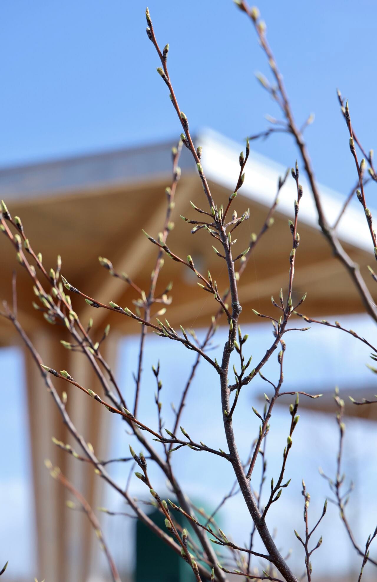 Какие растения можно увидеть на станциях зарядки Clever в Дании