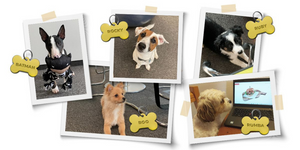 Офис Tifon доступен для домашних животных