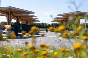 Какие растения можно увидеть на станциях зарядки Clever в Дании